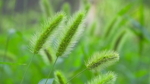 护眼小草
