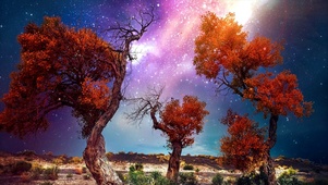 星空花树