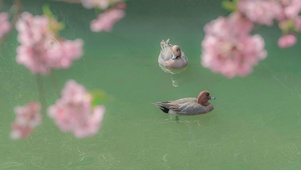可爱鸭