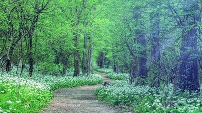 幽林深处，花丛蝶飞