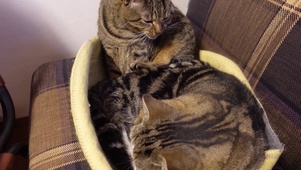 萌猫