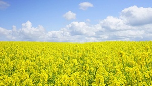 油菜花