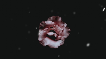 唯美雪花凄美玫瑰花