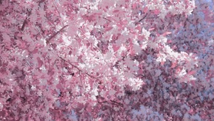 风与花