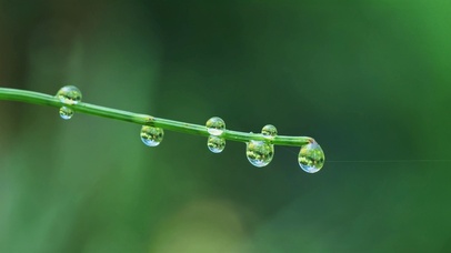 青草露珠
