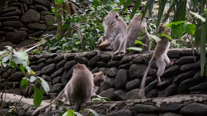 4K 高清 森林小憩的猴群