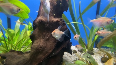 【4K实拍】热带鱼水族沉木缸