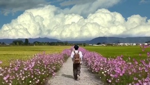 风花恋