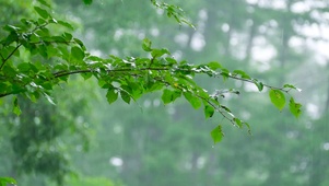 清凉绿叶雨