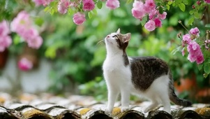 屋檐花下可爱猫咪