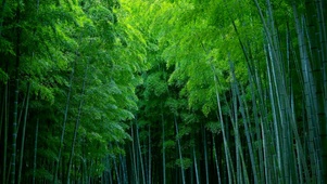幽静翠竹林