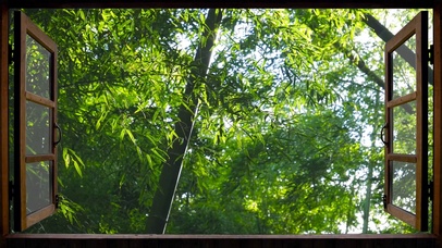 舒适的窗外竹叶