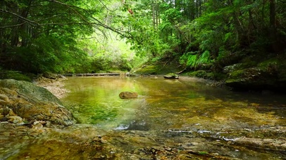 夏日绿林溪水