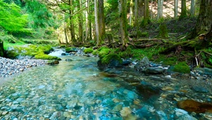 夏日清澈树林溪水