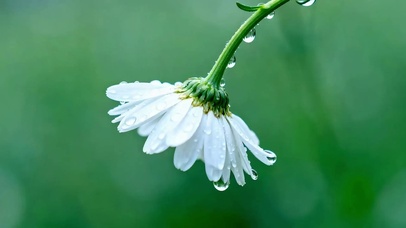 护眼花朵