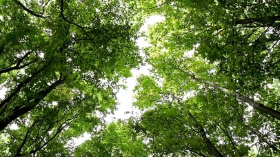 阳光树林