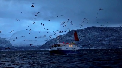 海上航行-海鸥-冰川