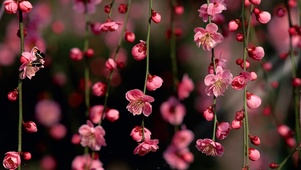 桃花夭夭