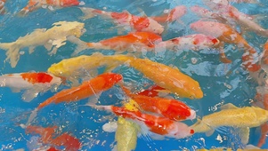 锦鲤