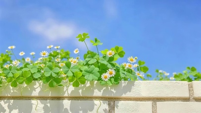 墙头上小清新鲜花