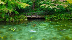 雨中池塘鲤鱼