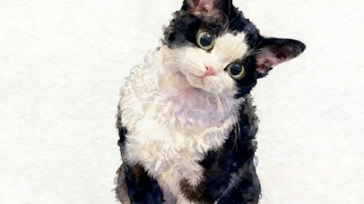 萌宠猫咪