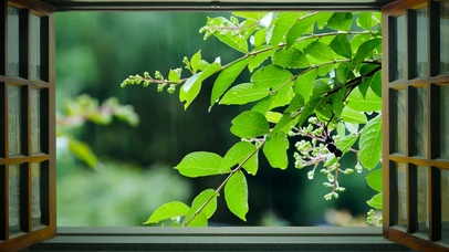 窗外雨中绿叶