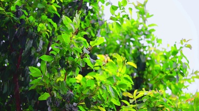 唯美意境下雨天