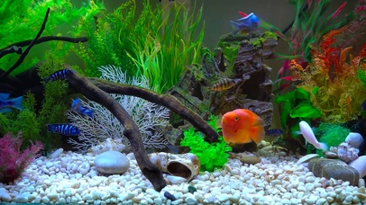 养眼假山绿草水族馆