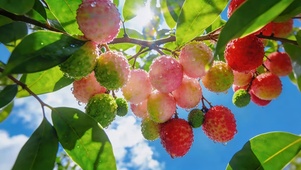 小清新荔枝