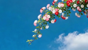 蓝天下鲜花