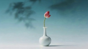 小清新荷花