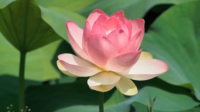 小清新粉色荷花