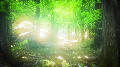 4K 高清 阳光下的山毛榉树