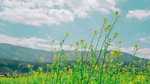 田野