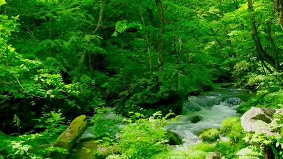 清新护眼绿树林溪水