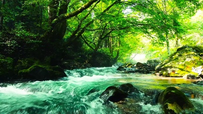夏日护眼绿树林流水