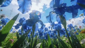 遇见鸢尾就离你想见的人更近一步