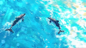 蓝色氧气清透大海海豚