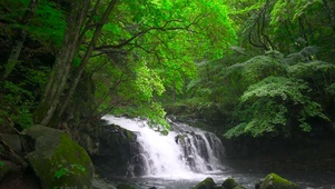 绿树林溪流