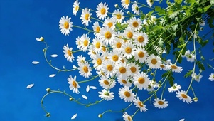 蓝底小雏菊