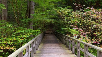 森林木桥