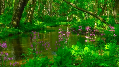 夏日绿林小花清凉溪水
