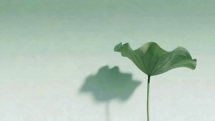 护眼荷叶