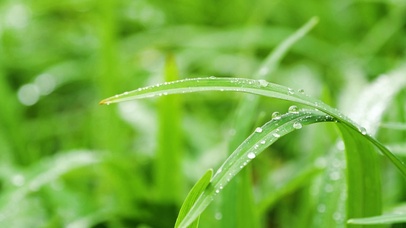 唯美绿色植物