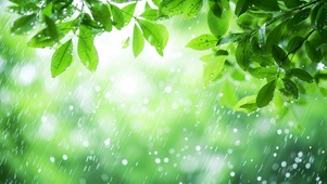 细雨绿叶