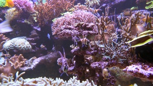 4K水族馆