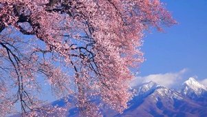 唯美樱花雪山