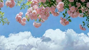 云海晴空玫瑰