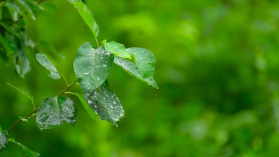 护眼雨中绿叶